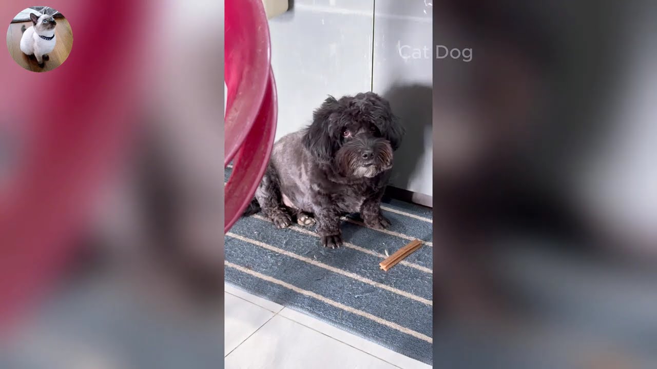 Funniest Cats and Dogs Videos 2026🐈🐕Try Not To Laugh😜 Part 37
