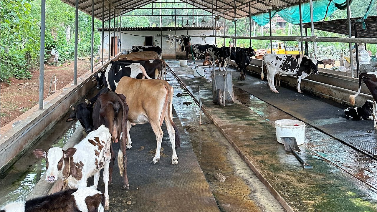 നാലര ലക്ഷം വരുമാനമുള്ള പശു ഫാം വിൽപനയ്ക്ക് Dairy farm for sale