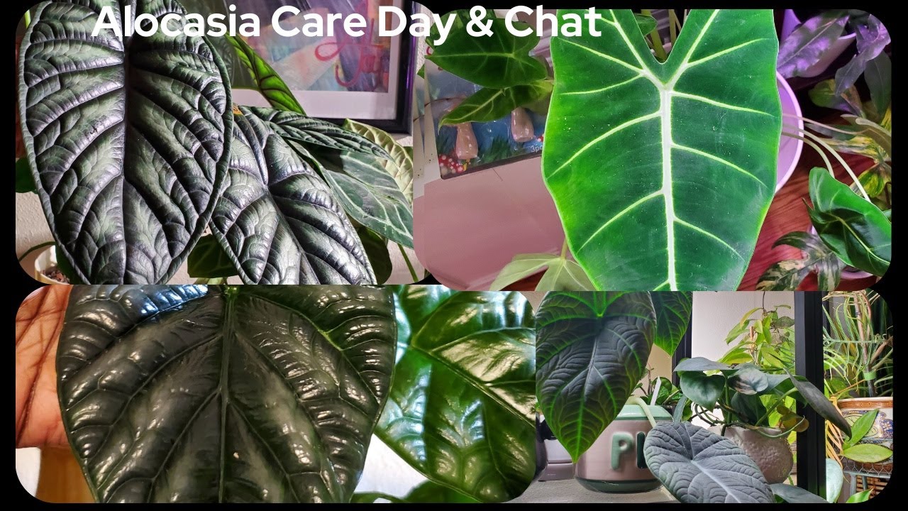 An Alocasia Care Day in My Sunroom!