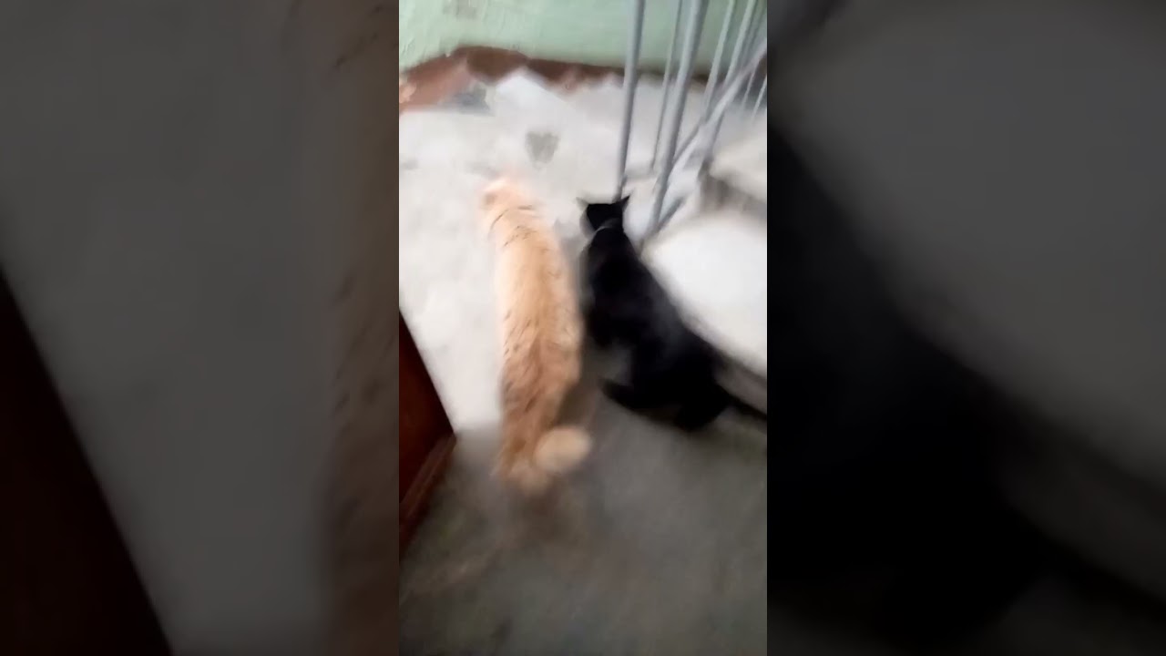 Гулёны #жизнькотиков #веселыекоты #cat #видосыоткота #котик #топ #кот #прикольныекоты #kitten