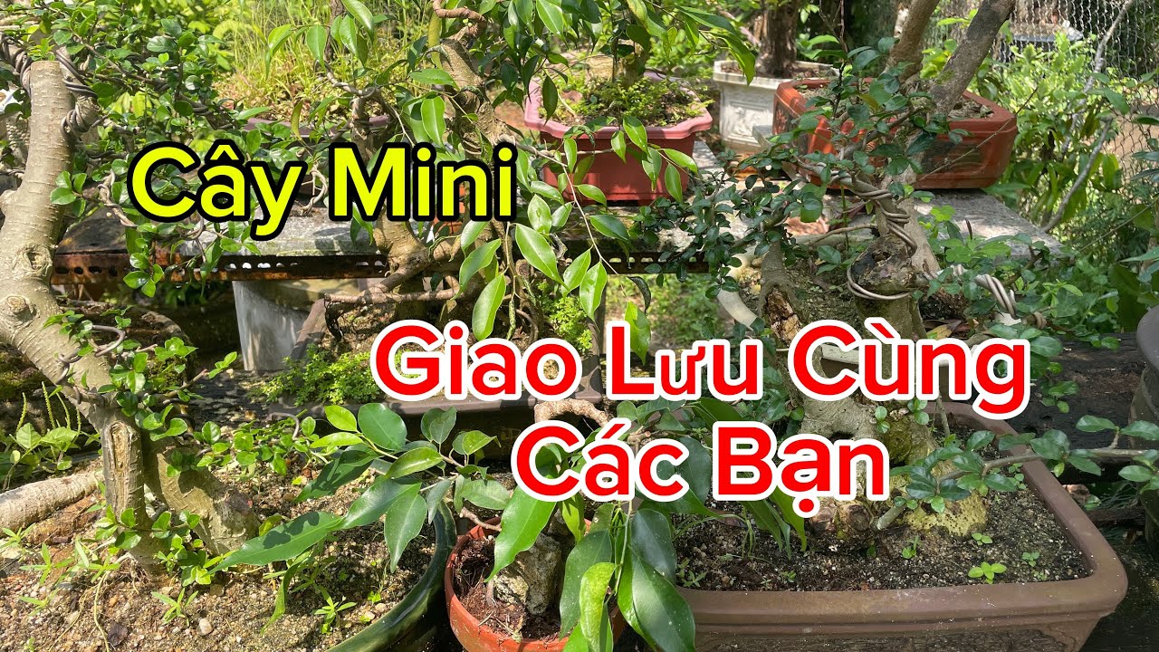 Clip3.Cây Mini Học Sinh Giao Lưu Cùng Các Bạn. 13/03/2026. #bonsaitihon #xuhướng #bonsaitree 