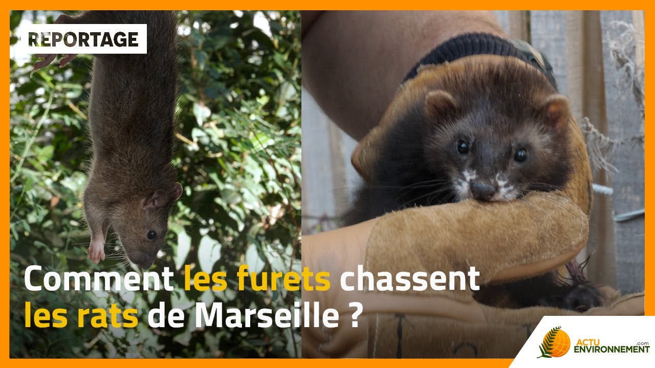Comment les furets chassent les rats de Marseille ?