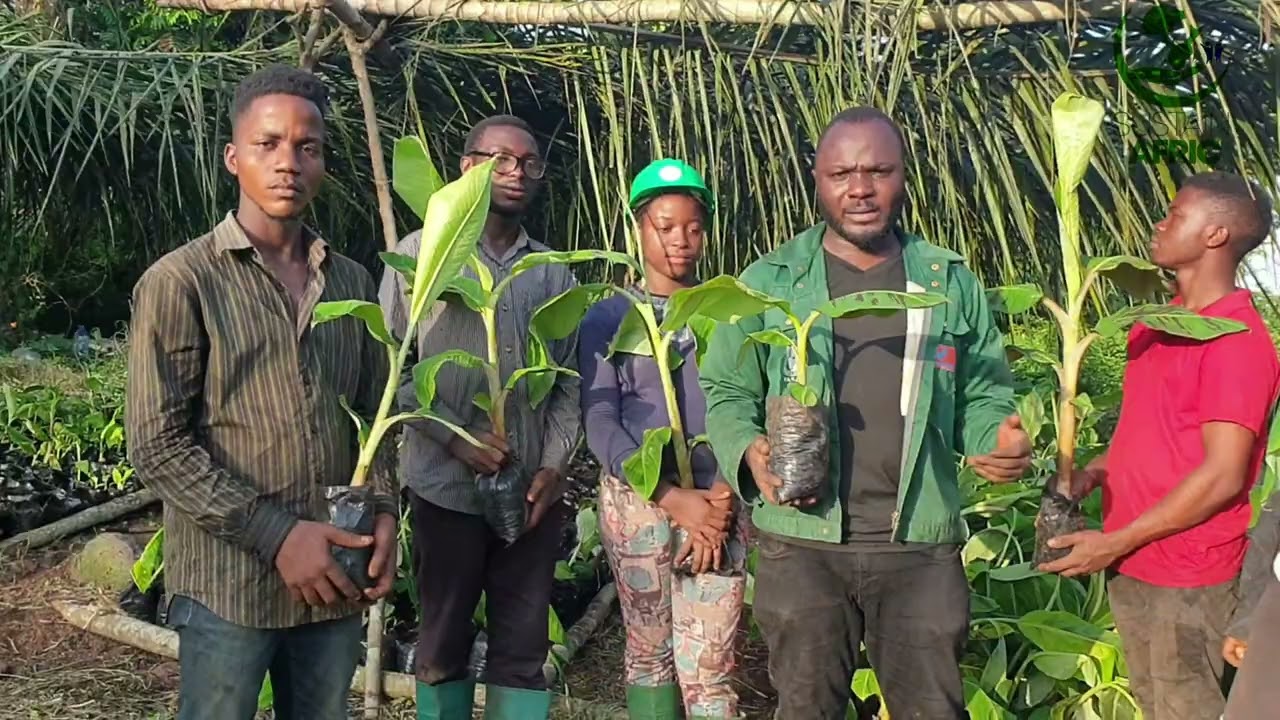 Training and empowering youths on Plantain Multiplication in Cameroon, West Africa.#zerohunger