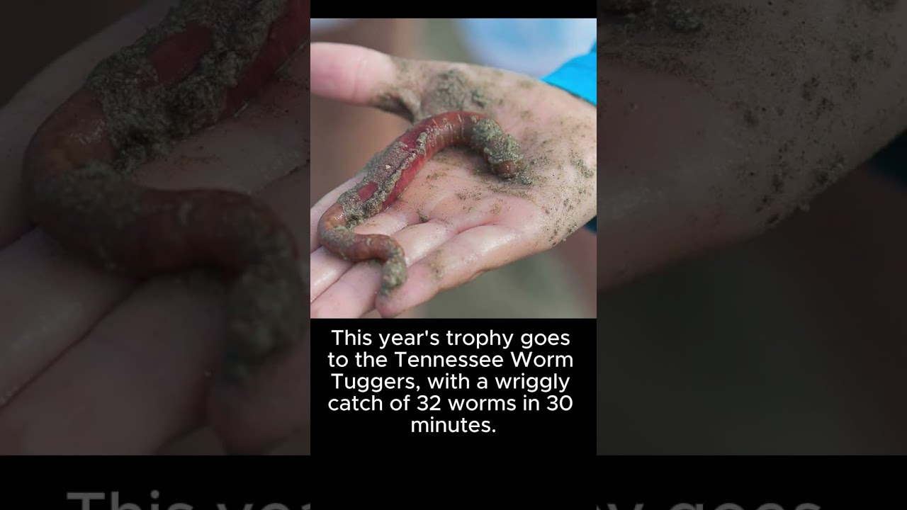 Worm Charming Champions 2024: The Wiggliest Contest in the UK! 🐛🏆 