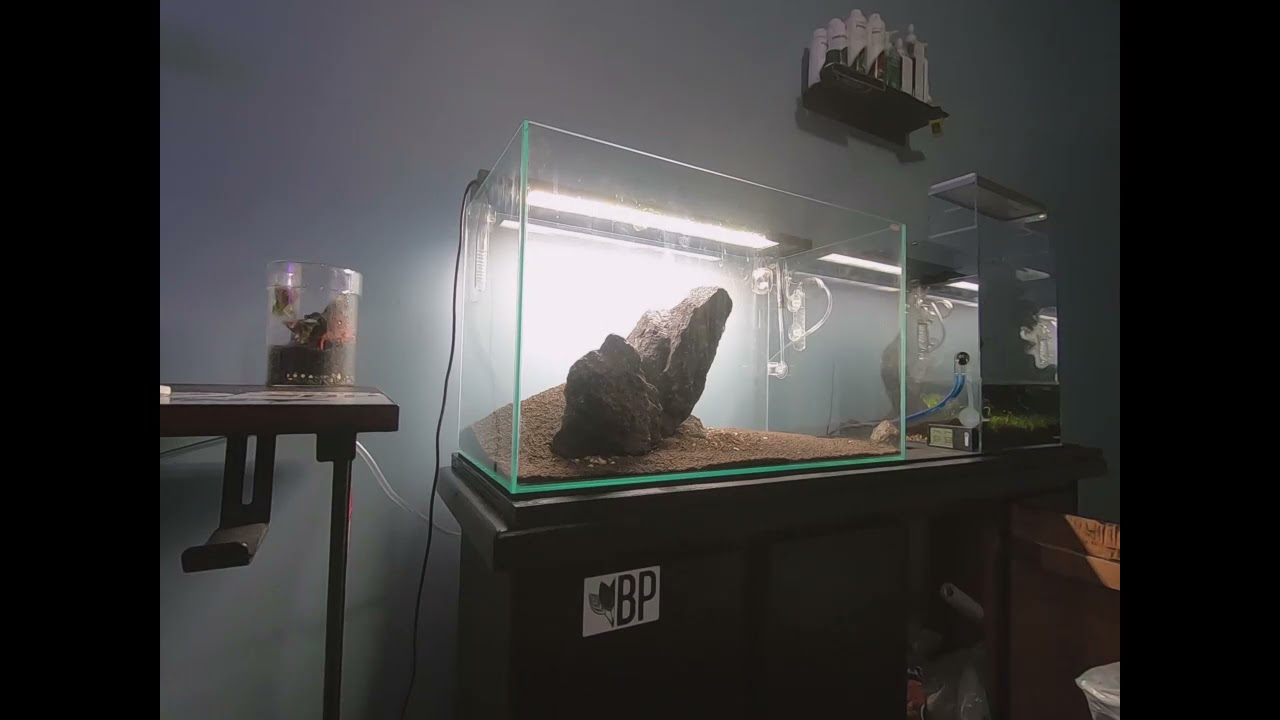 Mr.Aqua iwagumi