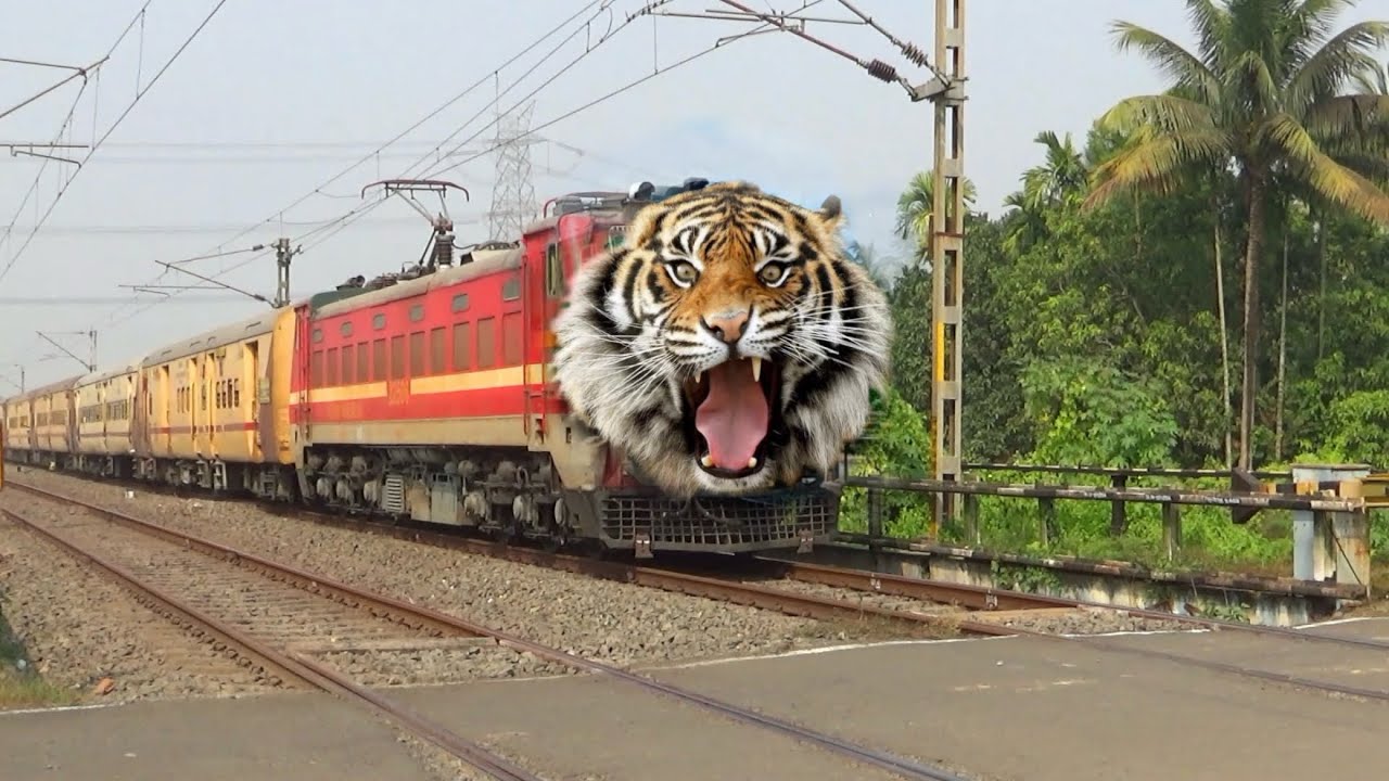 Dangerous Tiger Headed Malda intercity Express Extreme Furious Moving Throughout at Railgate 