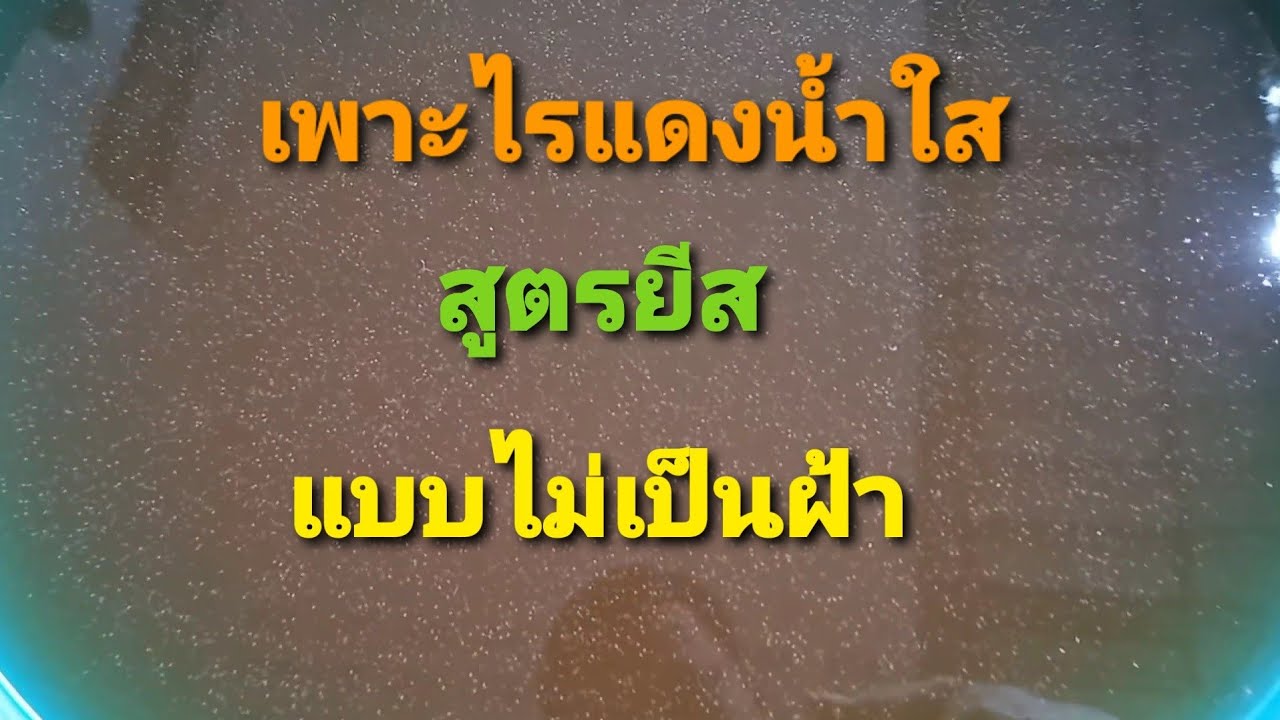เพาะไรแดงน้ำใส สูตรยีส แบบไม่เป็นฝ้า สำหรับมือใหม่