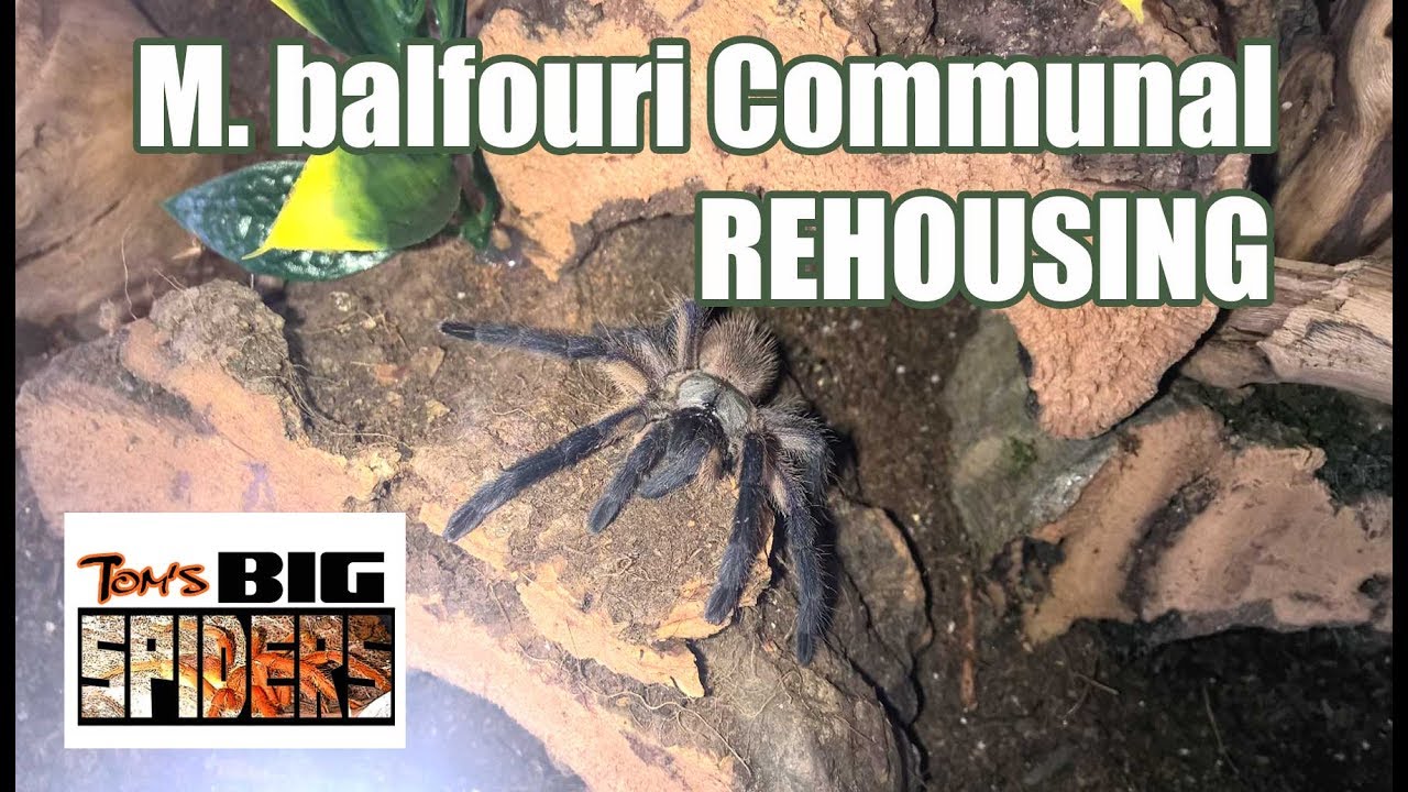 SUCCESS! M balfouri Communal Rehousing (9 Spiders)