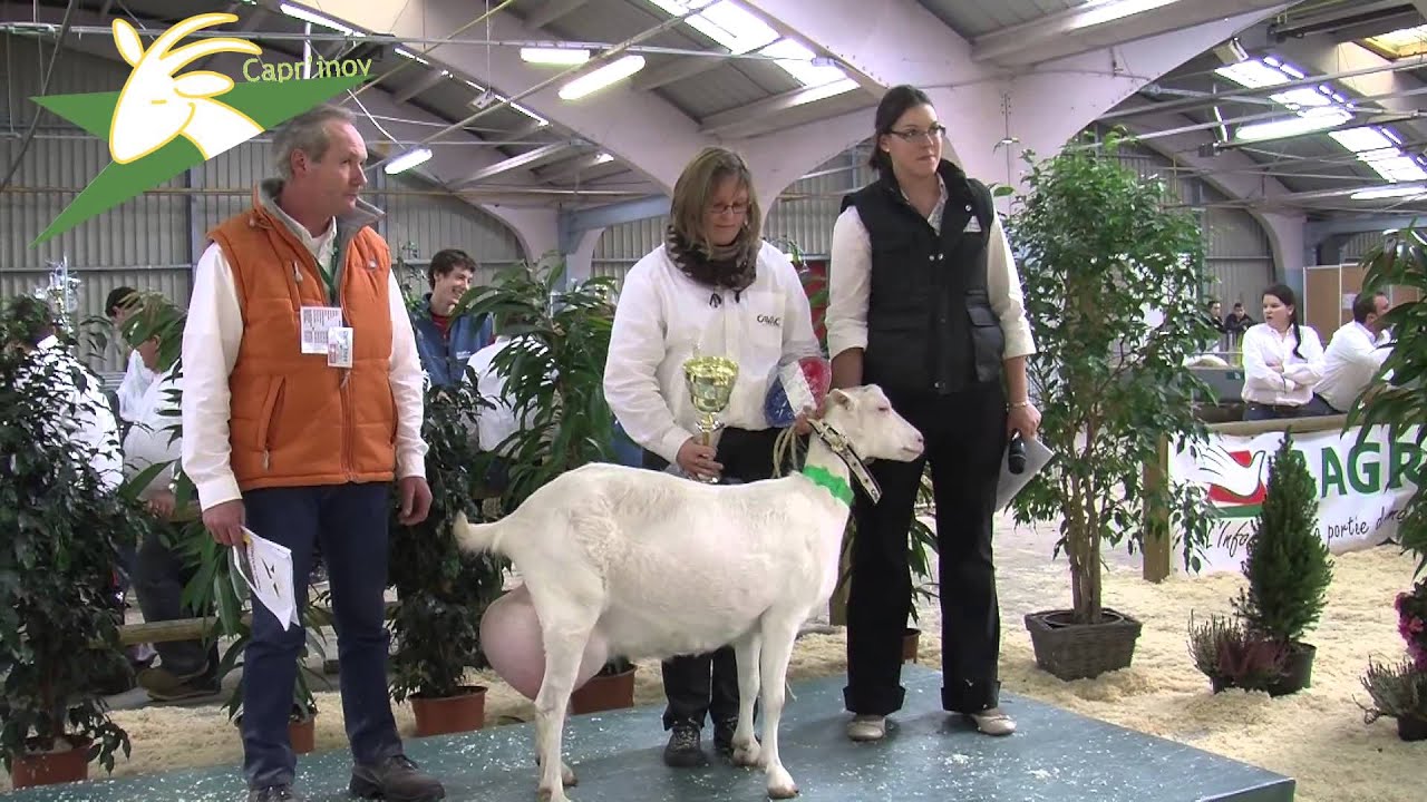 Concours caprin
