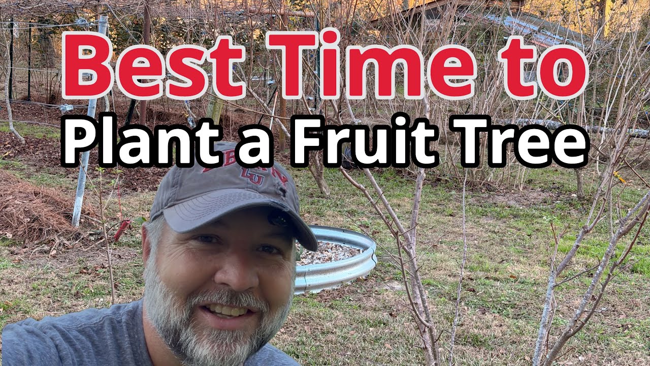 The best time to plant a fruit tree 