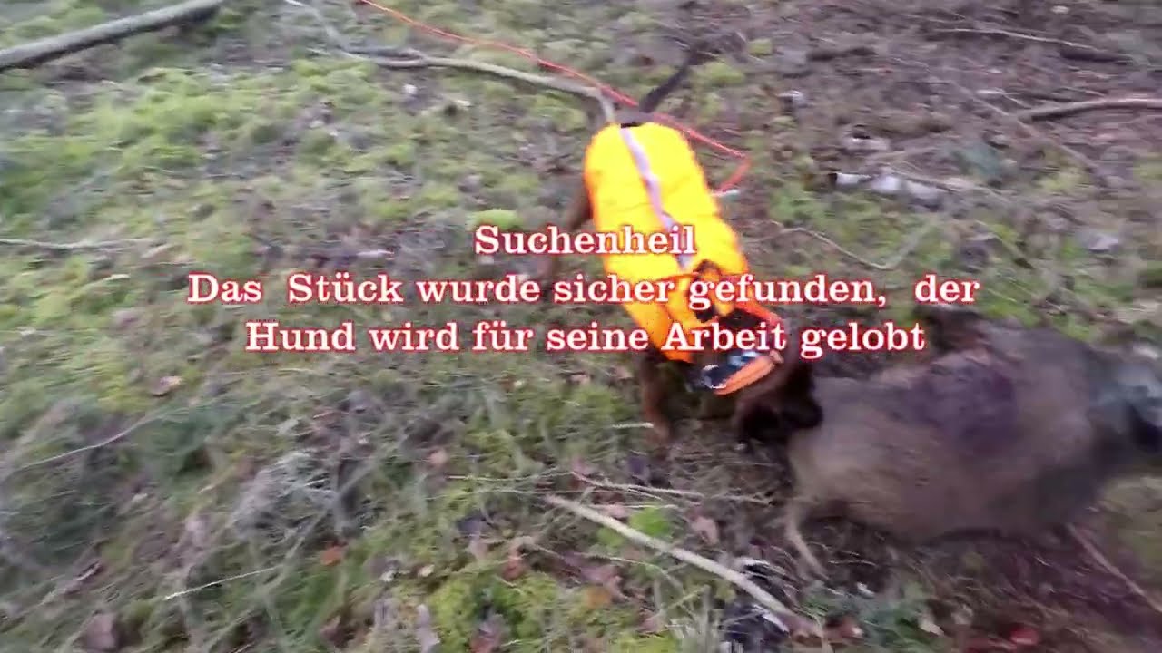 T17 Praxis Schwarzwild Nachsuche Keiler