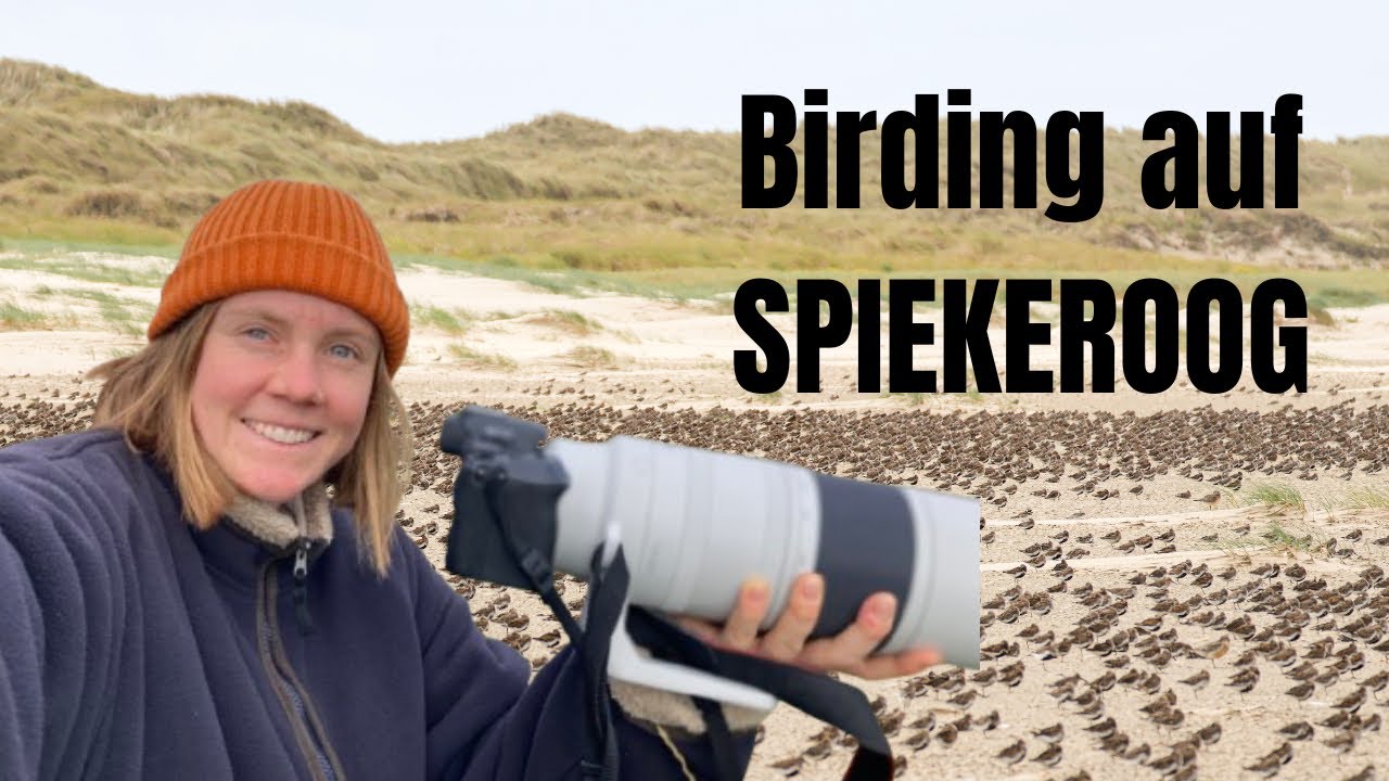 Birding auf Spiekeroog: Mit Kiebitz, Austernfischer, Steinwälzer & Co 🥰🤯🌊