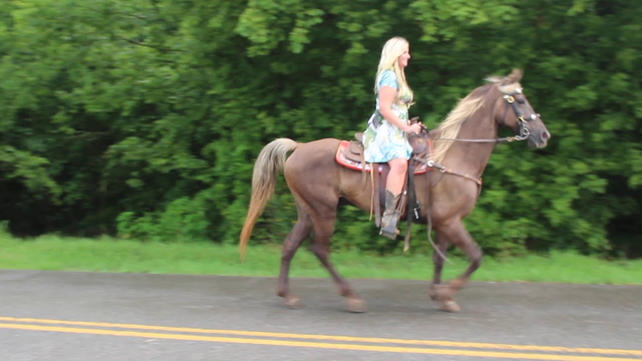 Jack Daniels at McNatt Farms Rocky Mountain Gelding