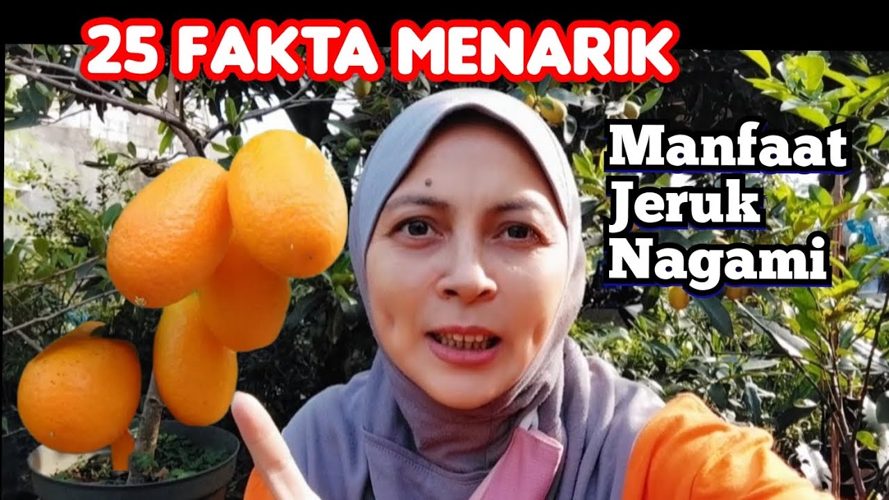 25 Manfaat Jeruk Nagami yang bikin TERCENGANG !
