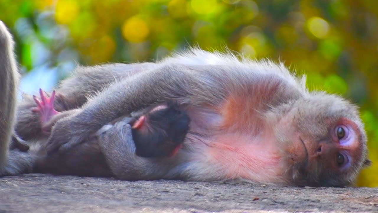 Mom Monkey Very Exusted After Born Baby And Sleep Giving Milk Baby