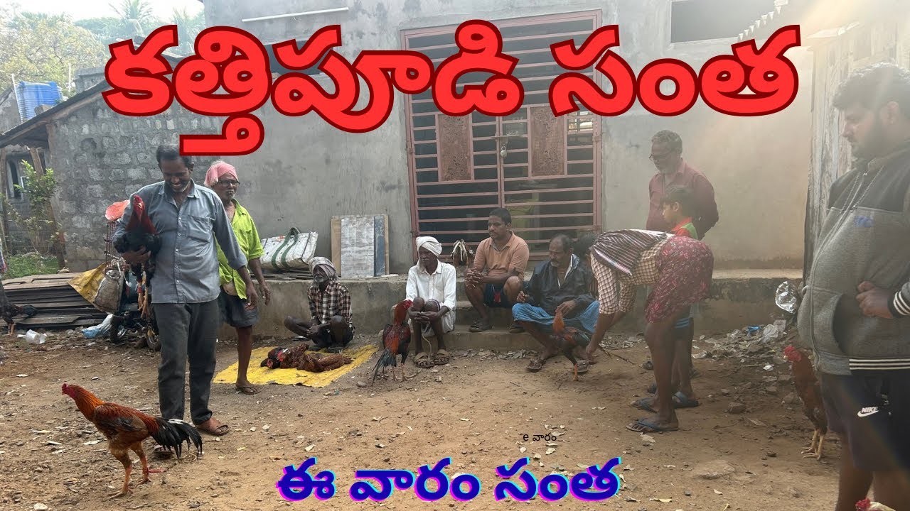 కత్తిపూడి నాటు కోడి సంత #henna #chicken #cow #goat #mp 