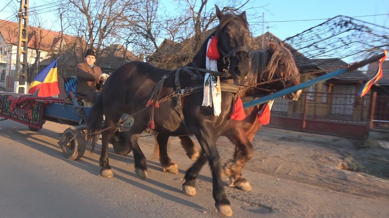 Caii lui Sile Roman la caruta - Iclod, Cluj - 2018