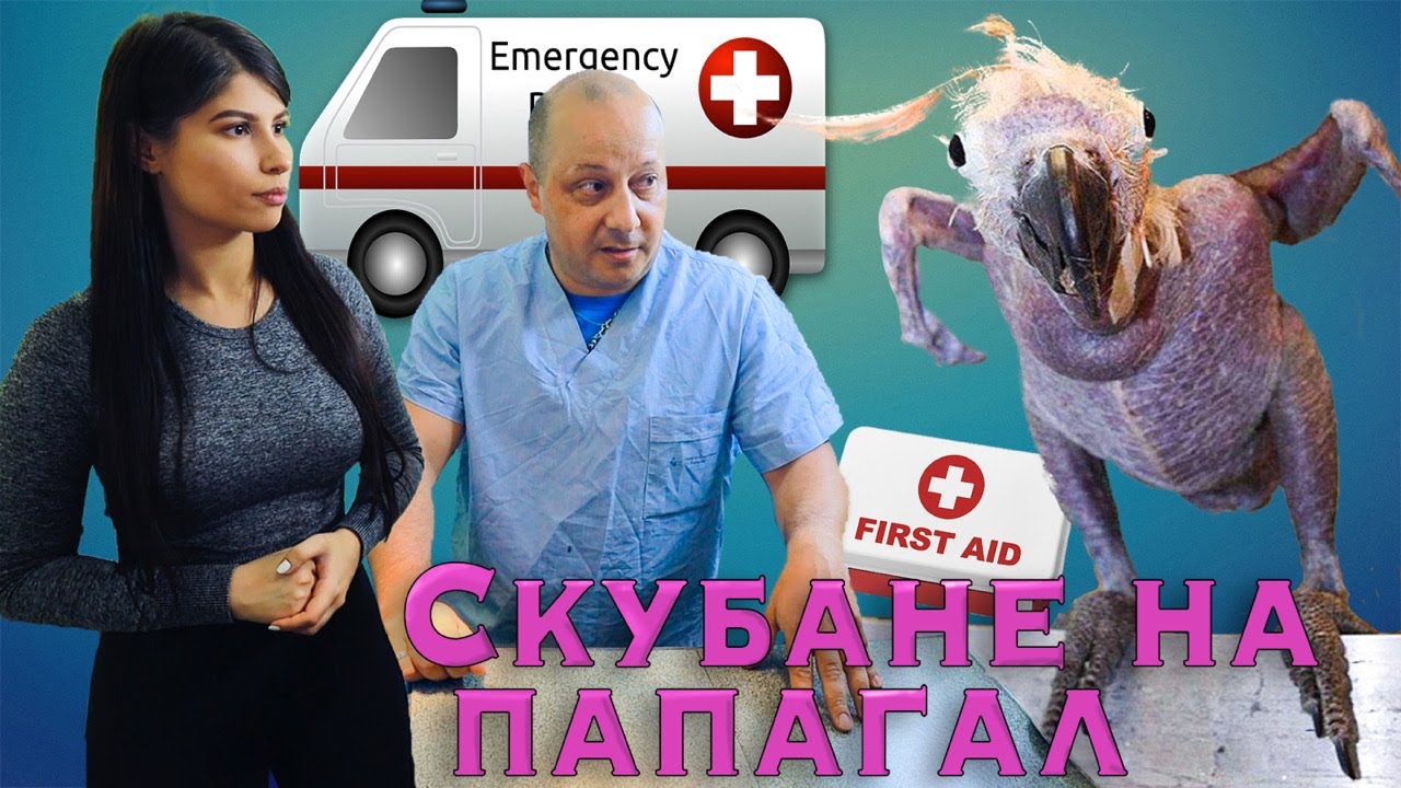 !СКУБАНЕ НА ПЕРА!-заболяване, медицински проблем с д-р Младенов/FEATHER plucking/PBFD/Polyomavirus