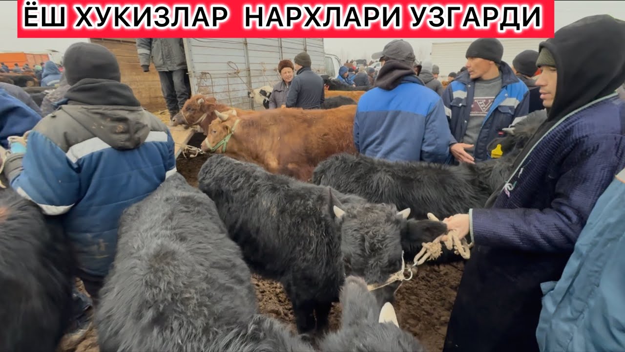 ЁШ ХУКИЗЛАР НАРХЛАРИ УЗГАРДИ ХОРАЗМ ШОВОТ ПИР МОЛ БОЗОРИ БОЗОРДА НМАЛАР БУЛЯПДИ!?