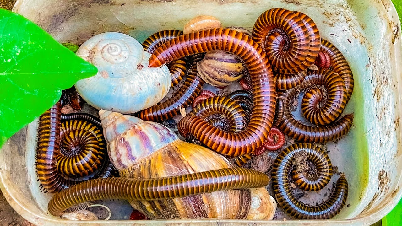 Лучшая из лучших групп ловцов многоножек, сороконожек, скорпионов, улиток