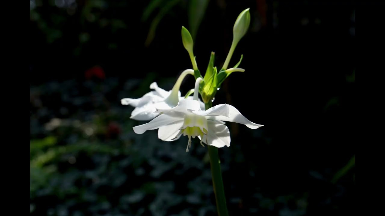 Vaelissed - In the Quiet