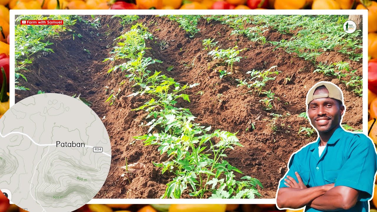 The Tomato Hub of Ghana: Asante Akyem Agogo - Pataban