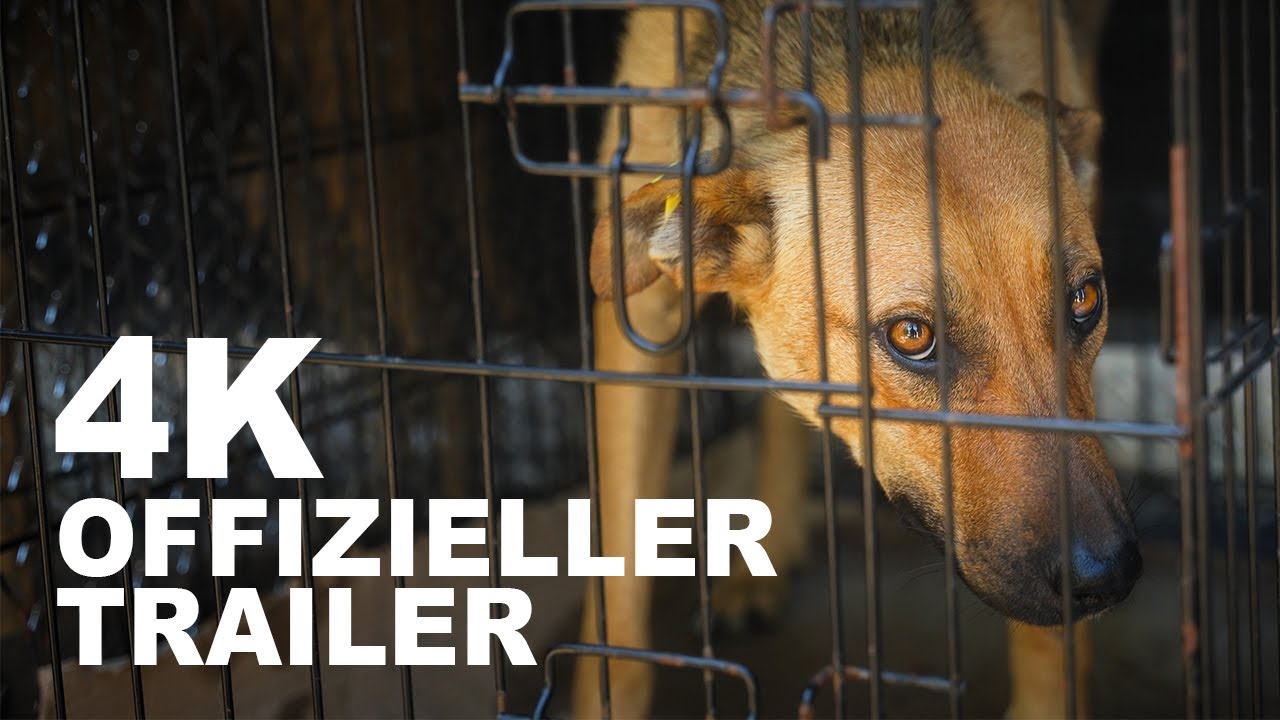 Stimmen der Stra&szlig;e - DAS SCHICKSAL DER HUNDE RUM&Auml;NIENS ⎮ Offizieller Trailer 30.11.2025