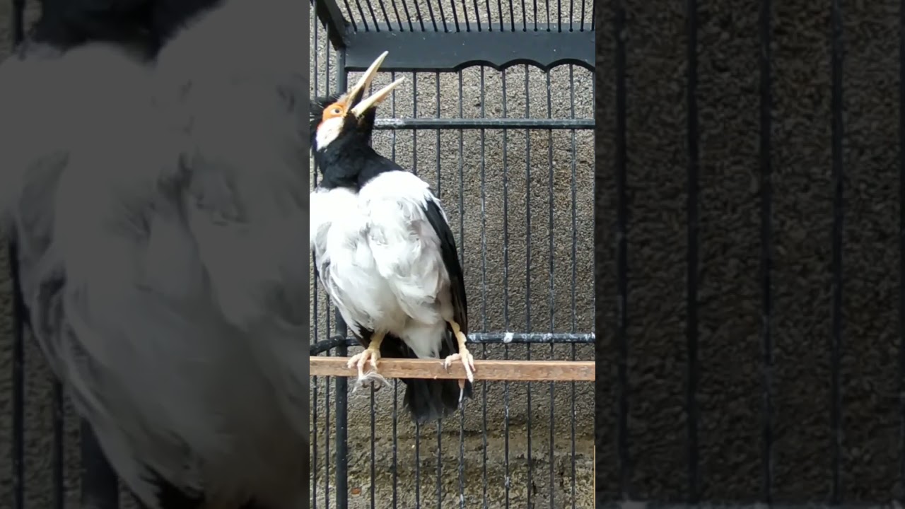 JALAK SUREN GACOR 