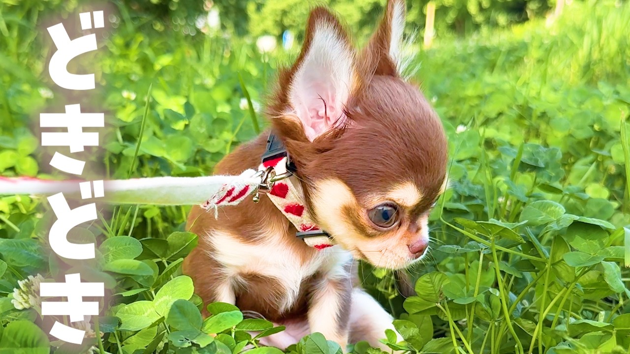 歩けないチワワの子犬が少しずつ歩けるようになったよ｜初めての外散歩