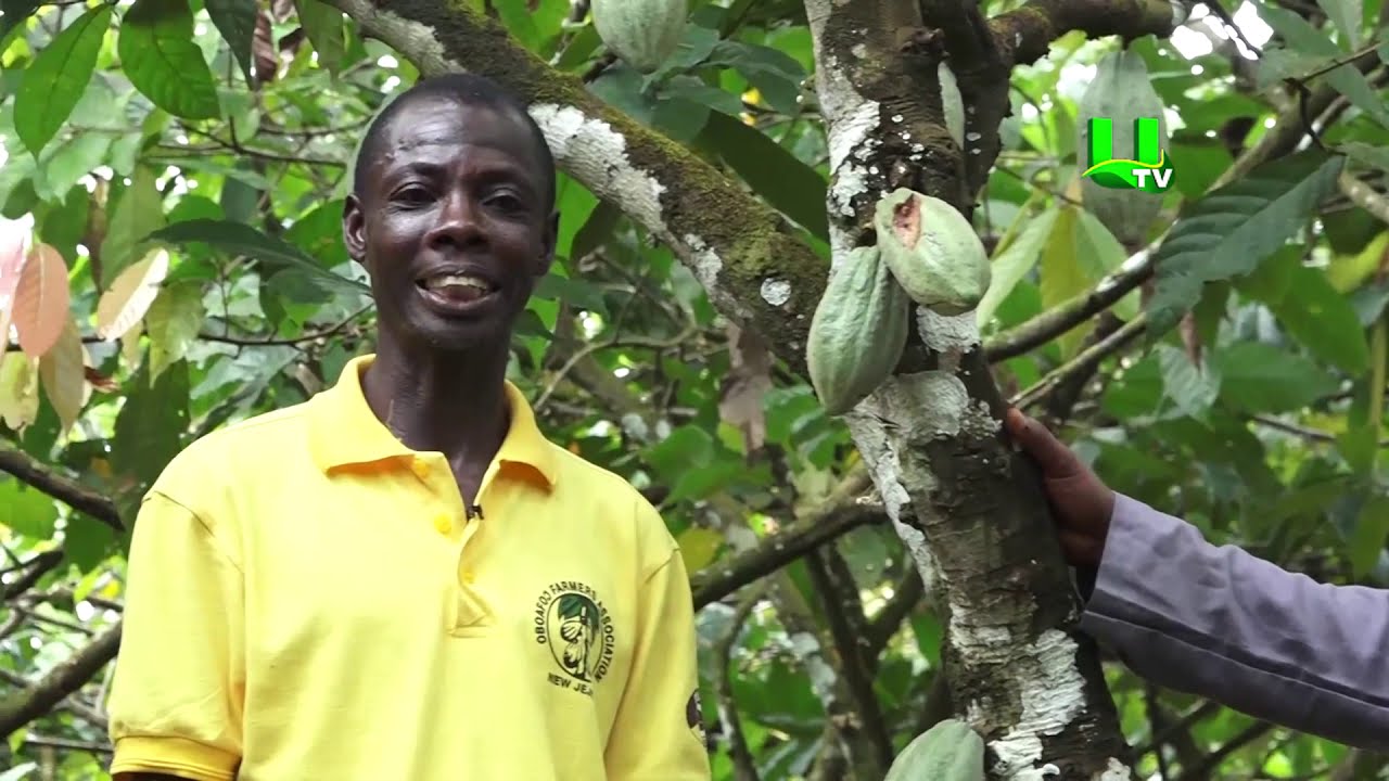 AYEKOO: Fertilizer For Cocoa