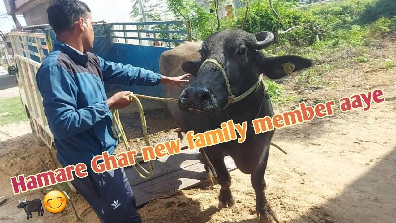 Hamare ghar Ek sath 2 new family member aaye 🐃😊//#dailyvlog  //#jaatsagarvlog //#viral