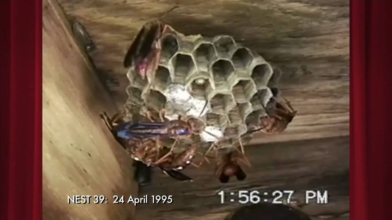 Polistes carolina Behavior