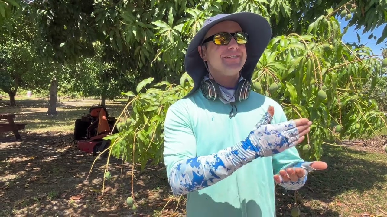 Tropical Acres Farm discusses mango Rootstock and grafting. And which mango for NASA send to space.