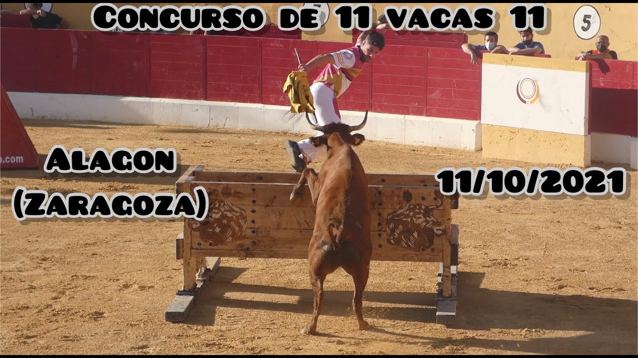 Concurso de 11 vacas celebrada el día 11/10/2021 en Alagón (Zaragoza)