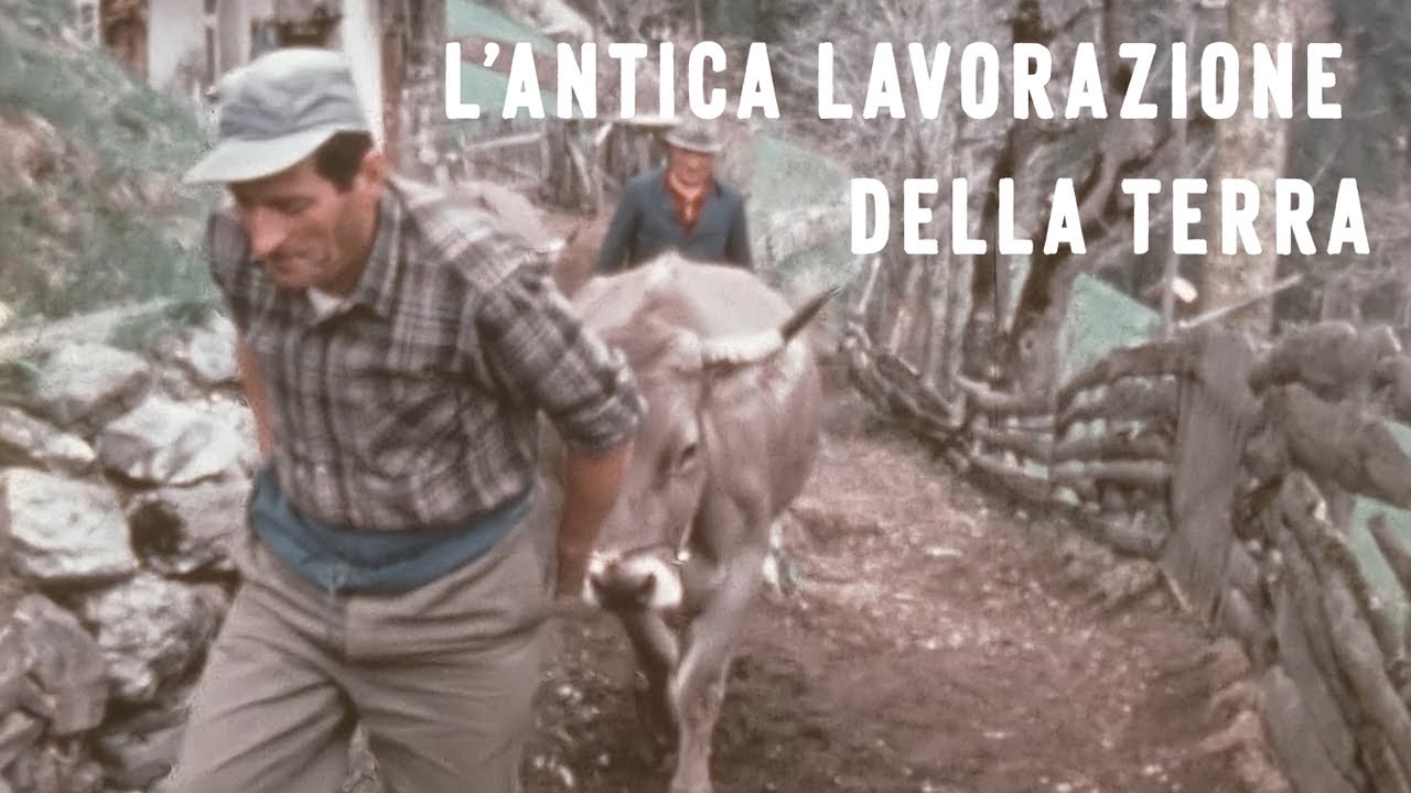 La coltivazione della terra senza macchine - Il mestiere dei contadini di una volta - 1978