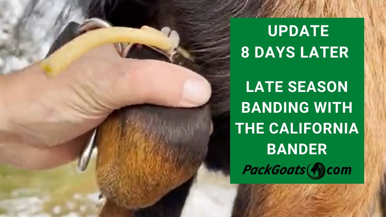 Late in the Season Banding with the California Bander UPDATE 8 Days Later