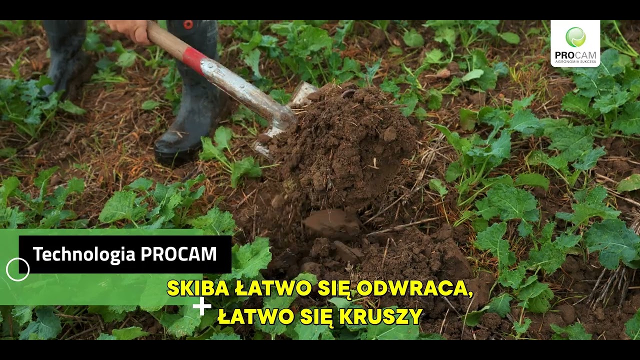 Rzepak w technologii PROCAM z produktami od Bio-Lider