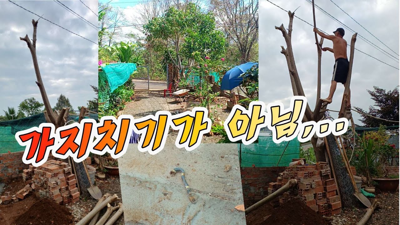 [여기는 베트남] 정글도 하나면 다됨
