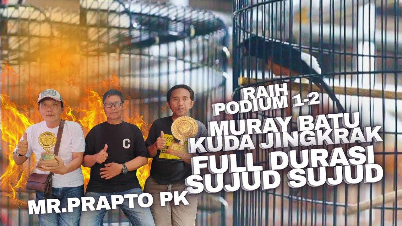 JUARA 1-2‼️MURAY BATU KUDA JINGKRAK MAKIN NGERI FULL SUJUD SUJUD DENGAN DURASI PANJANG🔥