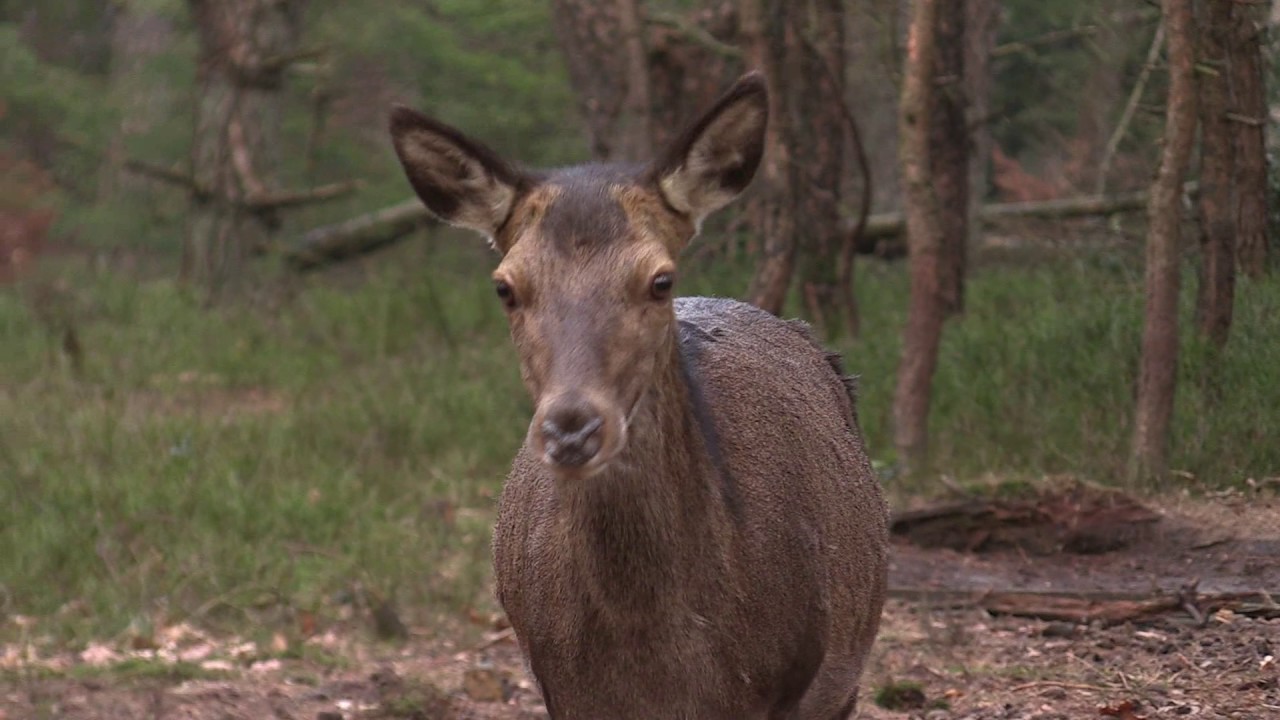One with Nature, Veluwe movie
