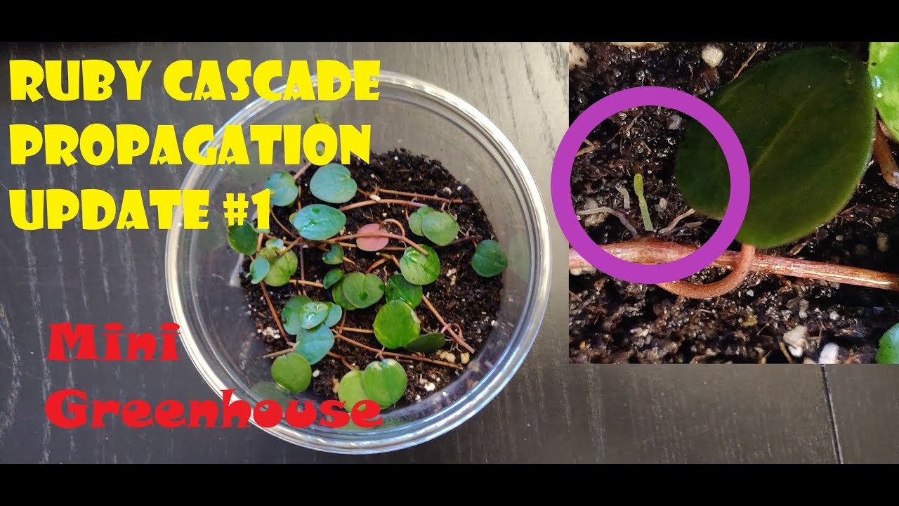 Peperomia Ruby Cascade Propagation Update #1