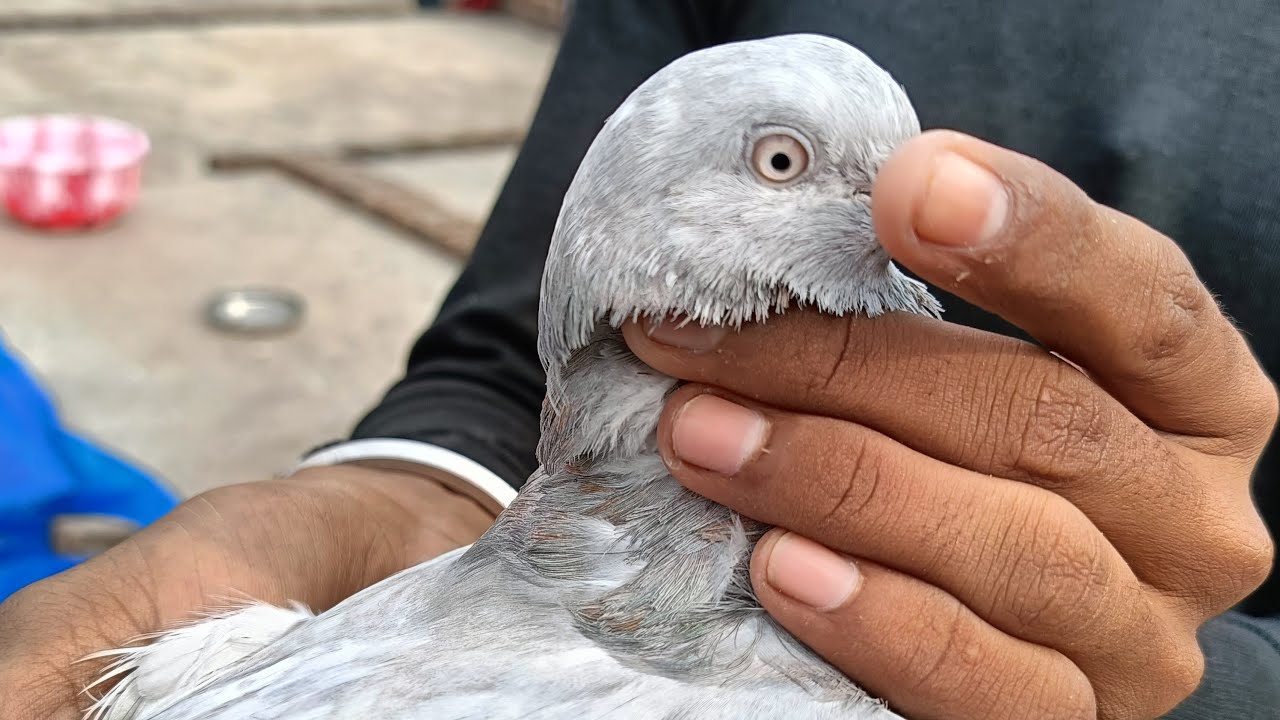 शाम को आ गया जाता हूं कबूतर खोलने 🕊️😱🥰
