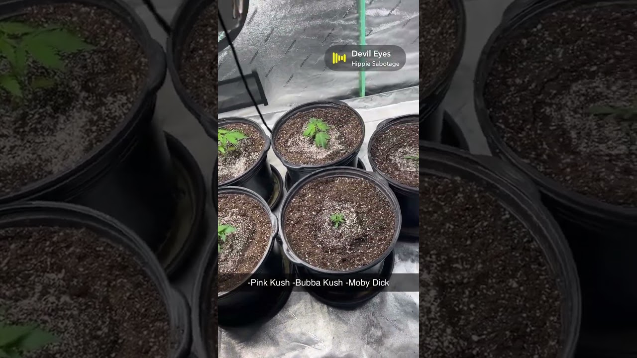 Just The Beginning 2025 -Bubba Kush -Pink Kush Barney&rsquo;s farm, -Moby Dick Auto Fast Buds.