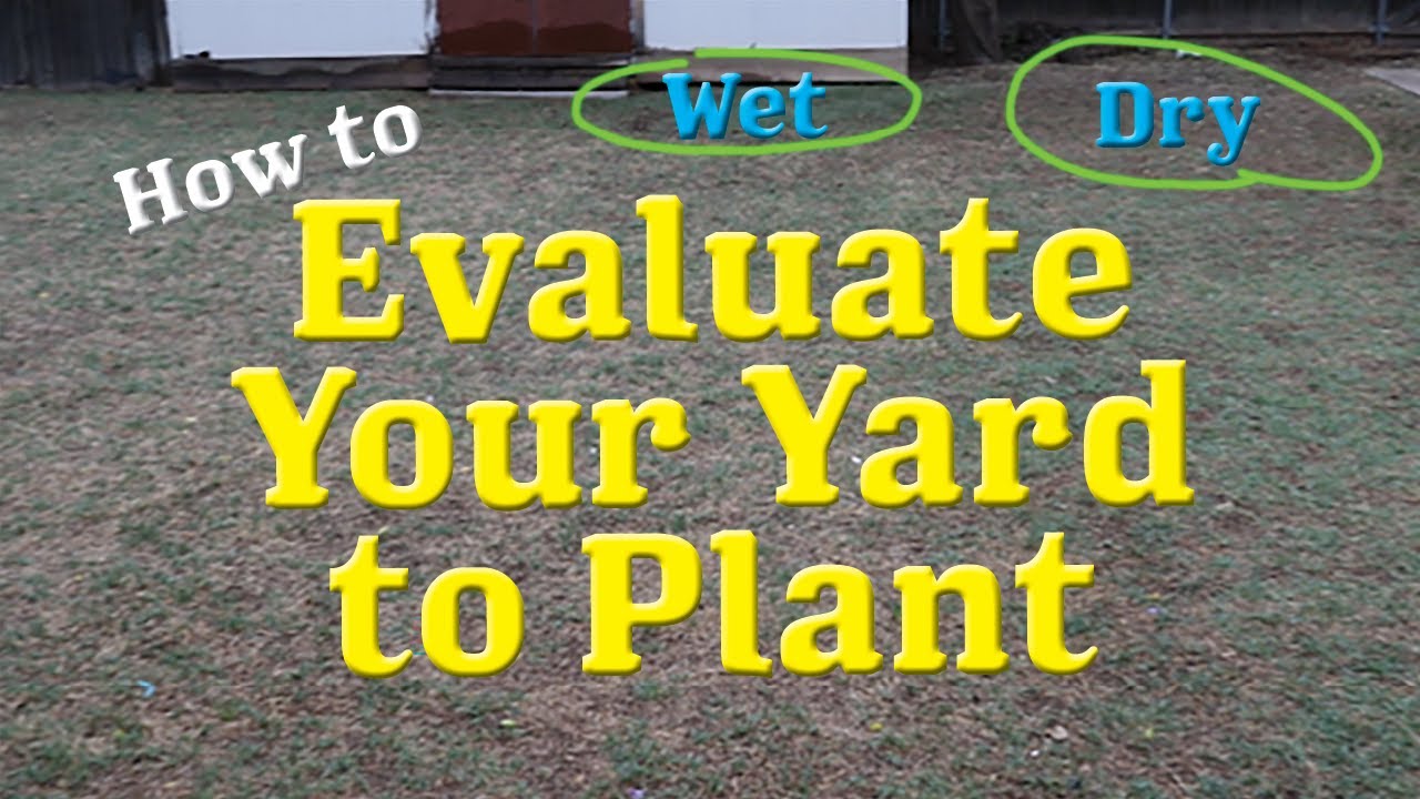 How To Evaluate Your Yard to Plant!! Fruit Tree Planning