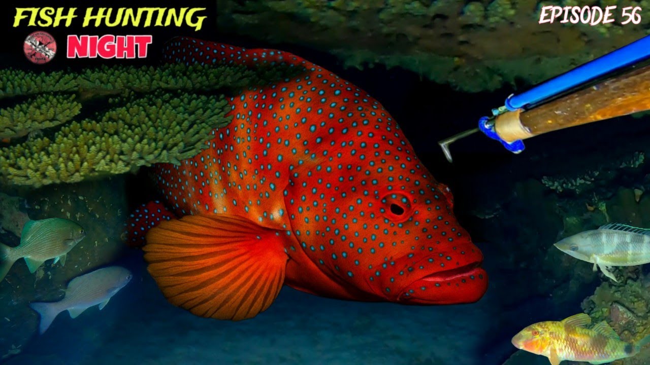 NIGHT SPEARFISHING EPISODE 56 | FISH HUNTING NIGHT