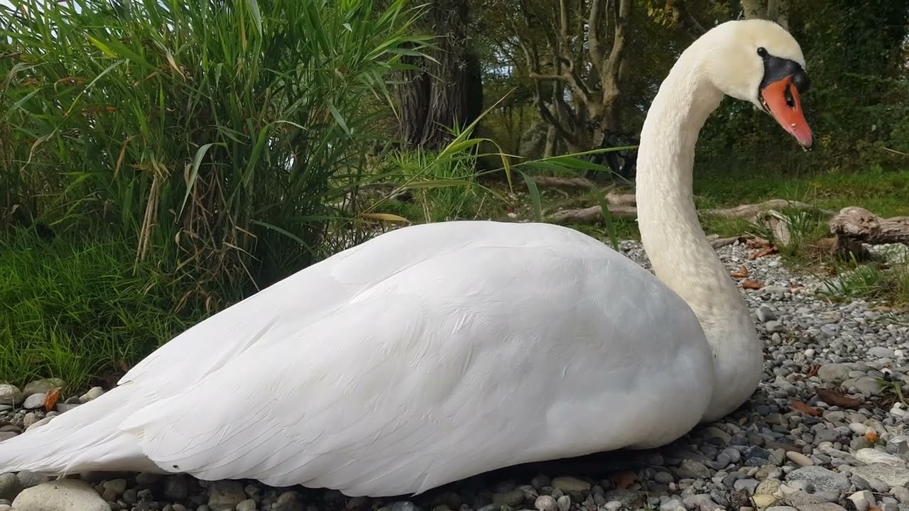 Mit den 🦢Schwänen🦢 gemeinsam die Ruhe genißen...(Enjoy the peace and quiet together with the swans🦢)