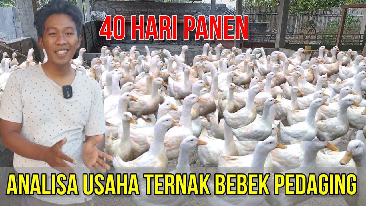 ANALISA USAHA TERNAK BEBEK PEDAGING 40 HARI PANEN