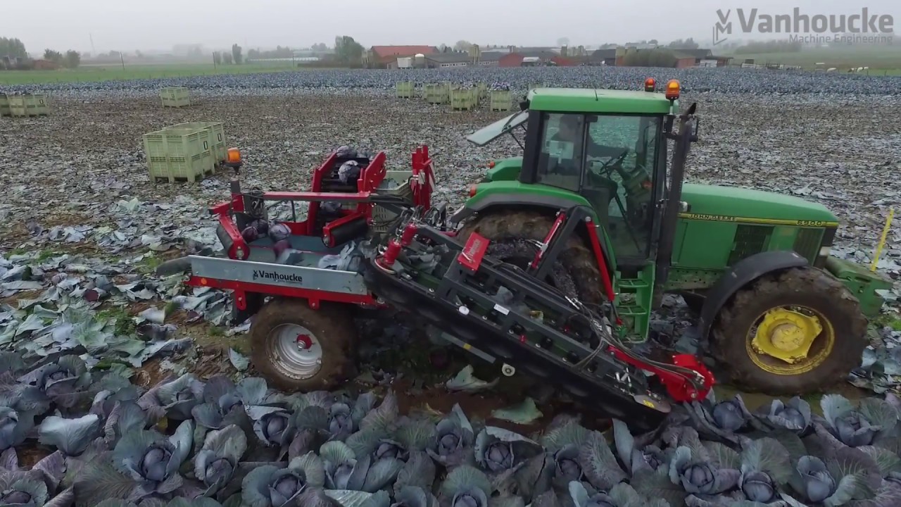 Koolrooier industrie - Arracheuse de choux - Cabbage harvester for processing