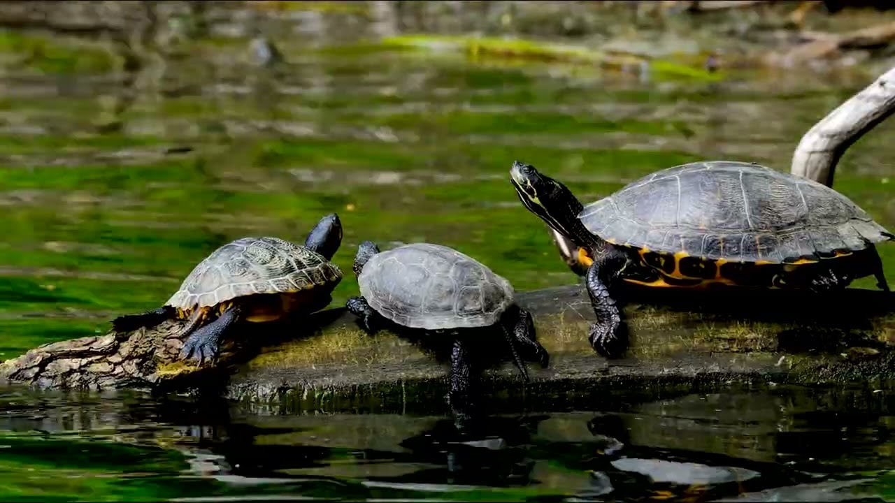 Living Earth in 4K 🌍 Mountains, Rivers, Birds & Wildlife | Peaceful Nature Ambience