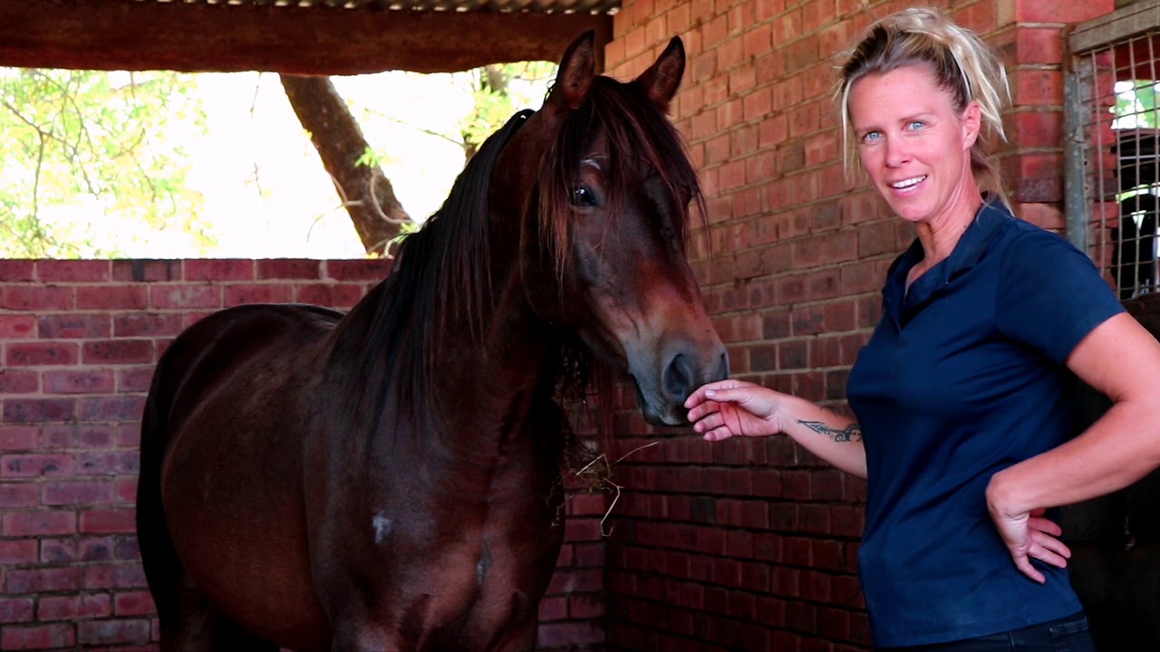 Brumby Mr Brown: Touching the unhandled brumby